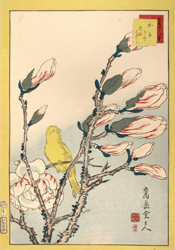 Canary and Magnolia (No. 8) by Sugakudo, Woodblock Print