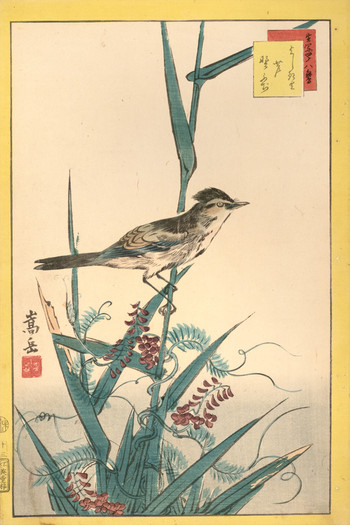 No. 13, Oriole, Reeds, and Wild Wisteria by Sugakudo, Woodblock Print