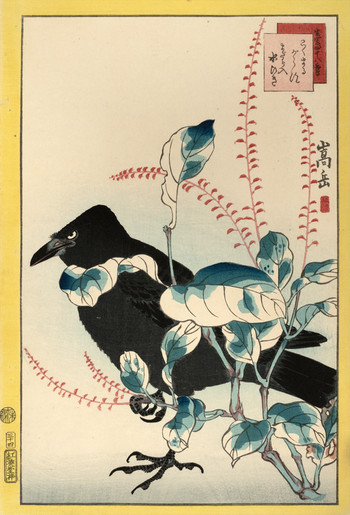Jackdaw and Spotted Jumpseed (No. 34) by Sugakudo, Woodblock Print