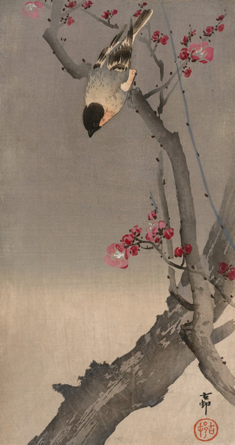 Bullfinch on Flowering Plum Tree by Koson, Woodblock Print