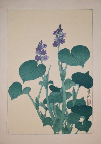 Purple Flowering Hosta by Hoson, Woodblock Print