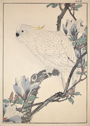 Magnolia and Lesser Sulphurcrested Cockatoo by Keinen, Woodblock Print