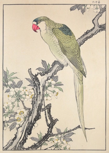 Green Back Parrot and Japanese Plum Blossoms by Keinen, Woodblock Print