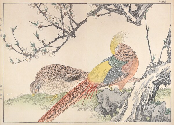 Golden Pheasant and Peach Blossoms by Keinen, Woodblock Print