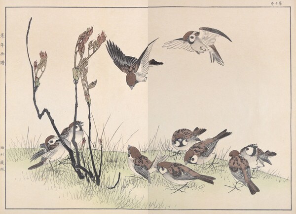 Morning Sparrows and Young Peony by Keinen, Woodblock Print