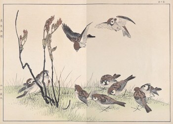 Morning Sparrows and Young Peony by Keinen, Woodblock Print