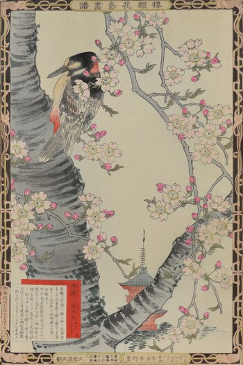Cherry Tree and Woodpeckers by Bairei, Woodblock Print