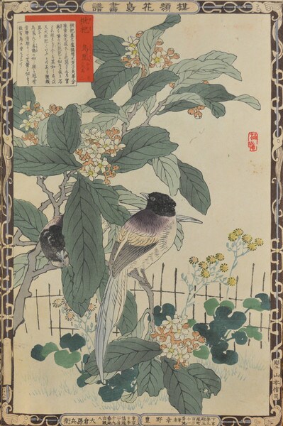 Loquat and Japanese Paradise Flycatchers by Bairei, Woodblock Print