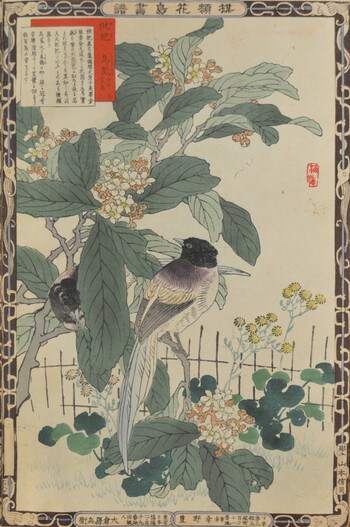 Loquat and Japanese Paradise Flycatchers by Bairei, Woodblock Print