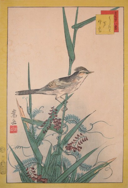 Yoshikiri Bird, Reeds and Nofuji Flowers by Sugakudo, Woodblock Print
