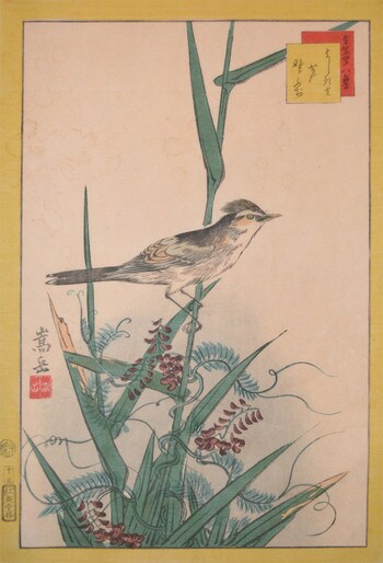 Yoshikiri Bird, Reeds and Nofuji Flowers by Sugakudo, Woodblock Print