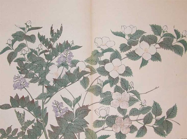 Japanese Kerria and Chinese Liquorice by Hoitsu, Woodblock Print